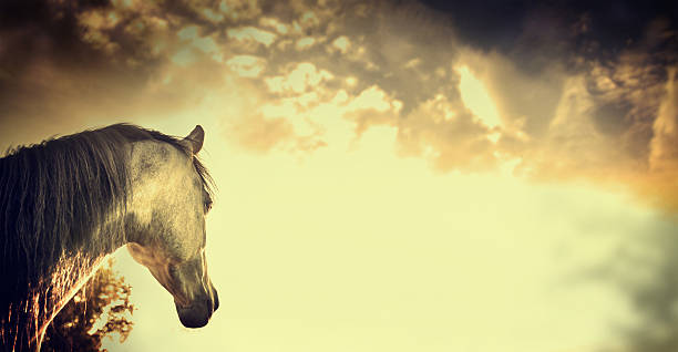 istock Gray horse portrait on Beautiful over sky background 495519216
