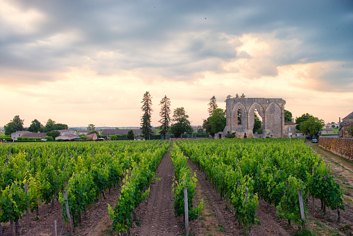 A vineyard near Bordeaux