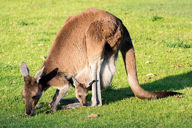 istock Female Kangaroo with Joey  in her pouch 495519418