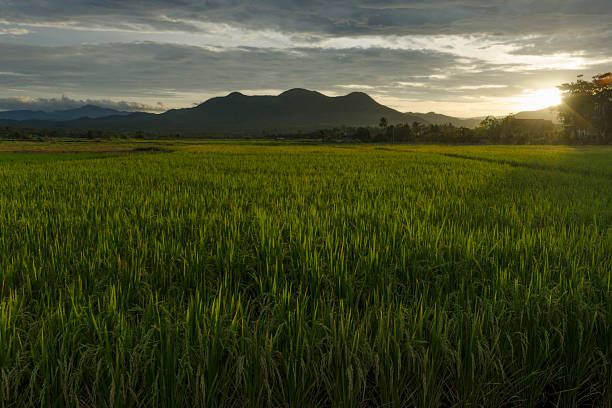 istock Beautiful ricefield with moutain in background 495519438