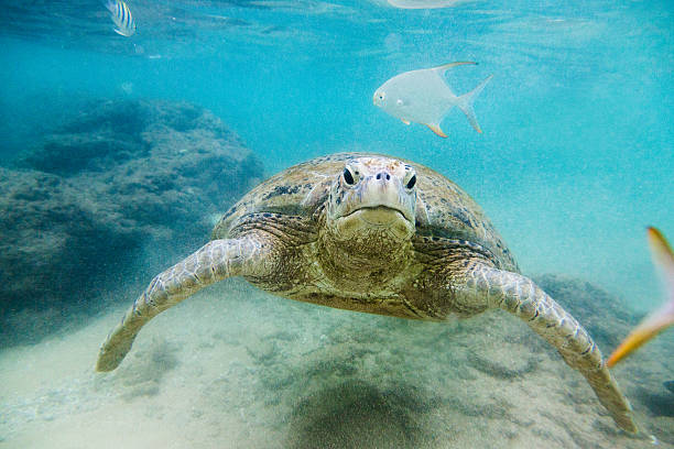 istock The green sea turtle (Chelonia mydas), Hikkaduwa. 495519852