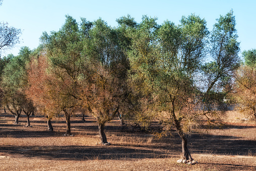 olive tree enfermedad ha afectado el sur de Italia, especialmente provincia Lecce photo