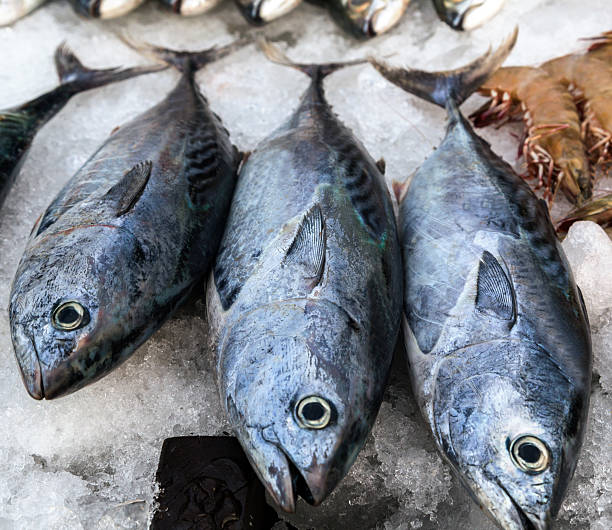 istock frozen tuna fish ice sea market 495521344