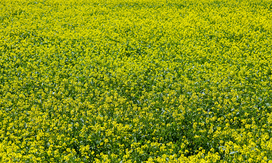 Mustard field in summer
