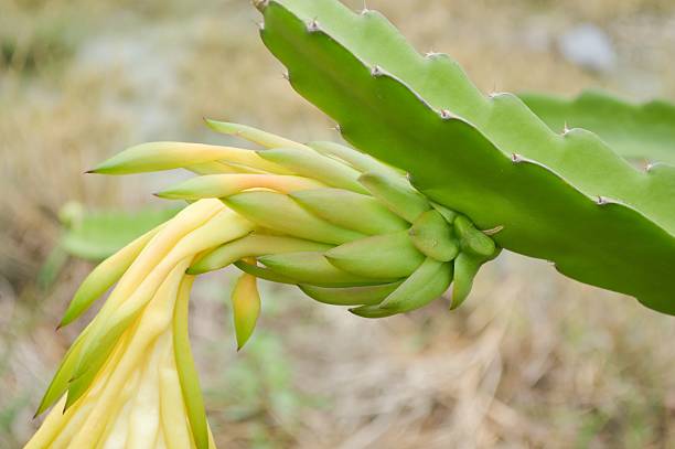 istock Blossom white flower of dragon fruit 495523398