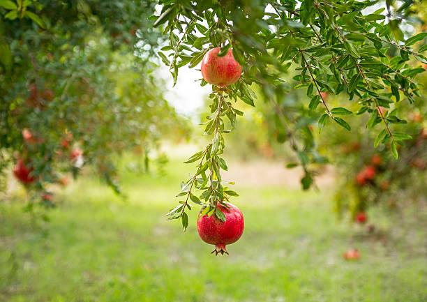 гранатовая сад - pomegranate pomegranite tree tree leaf стоковые фото и изображения