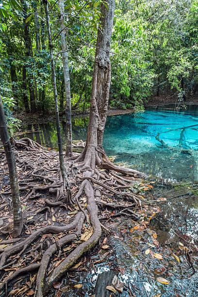 istock Blue Pool Krabi Province, Thailand 495534248