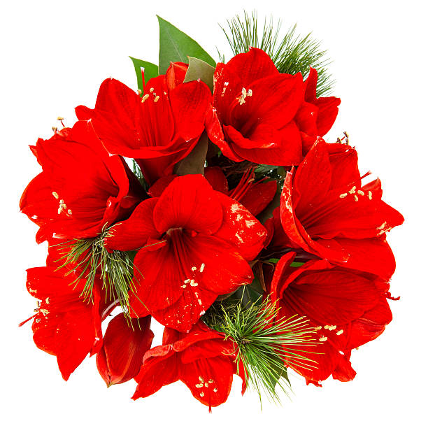 istock Amaryllis blossoms. Red christmas flowers bouquet 495535022