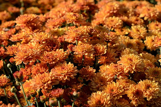istock Autumn orange-yellow chrysanthemums 495536076