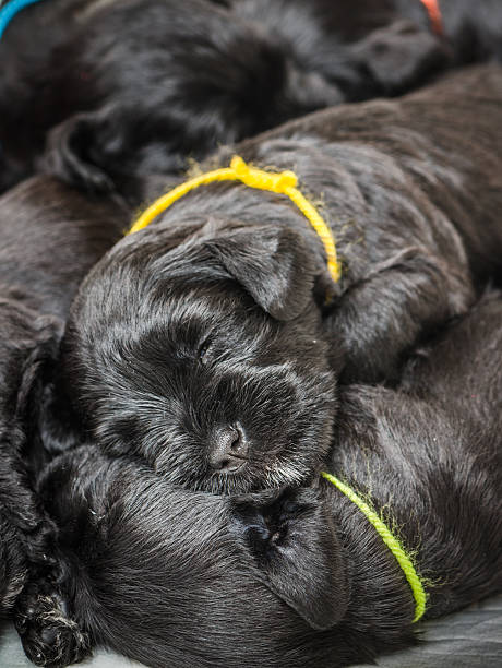 istock Small group puppi breed Miniature Schnauzer 495536908