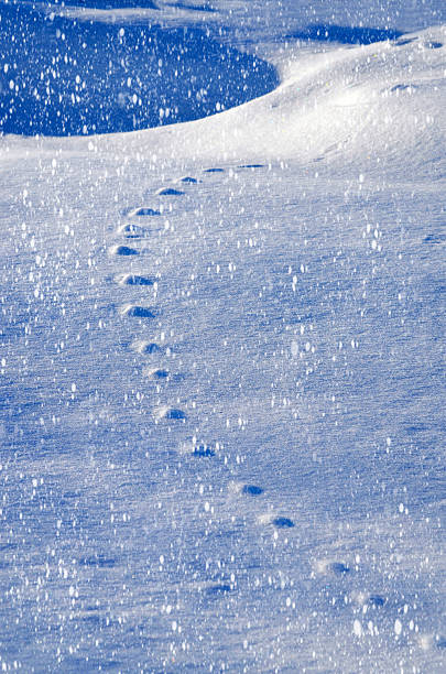 istock Snow relief patterned animal tracks in the snow. Winter backgrou 495539164