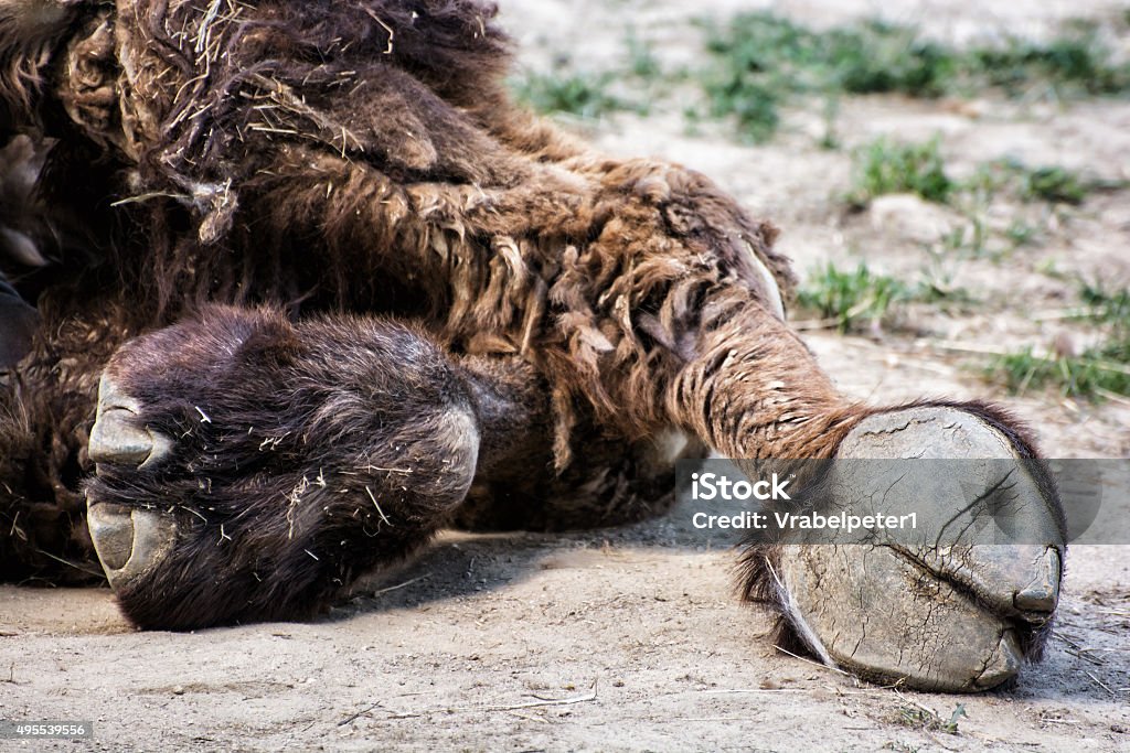 Bactrian camel's hoof detail (Camelus bactrianus), animal theme Bactrian camel's hoof detail (Camelus bactrianus). Animal theme. Beauty in nature. Bactrian Camel Stock Photo