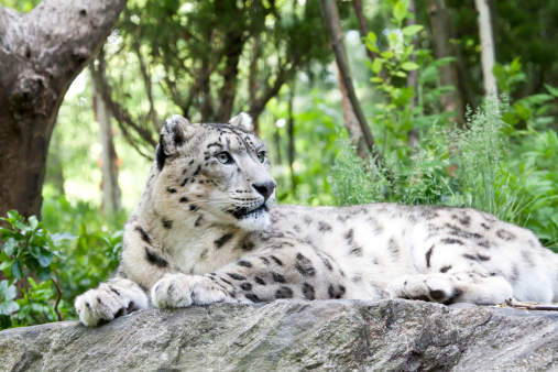 A leopard lies in a dry riverbed in the late afternoon. Wild animals in nature