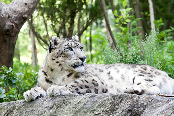 snow leopard - leopard horizontal snout fur zdjęcia i obrazy z banku zdjęć
