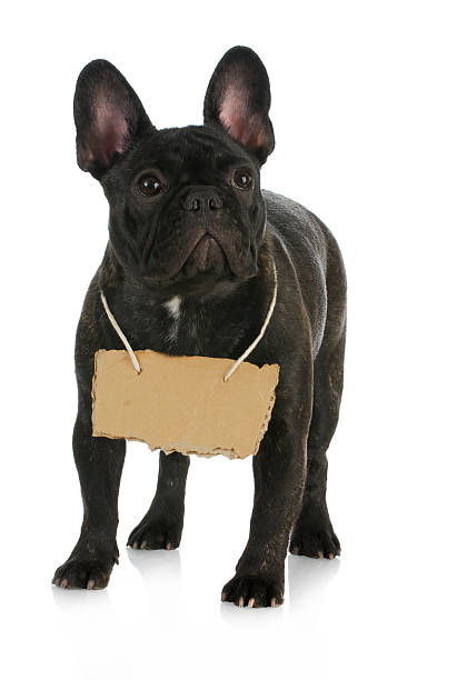istock dog wearing sign 495540489