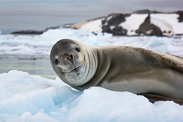 istock Smiling sea lion in Antarctica 495540839
