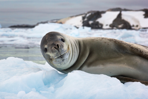 Sea lion lying on ice in Antarctica