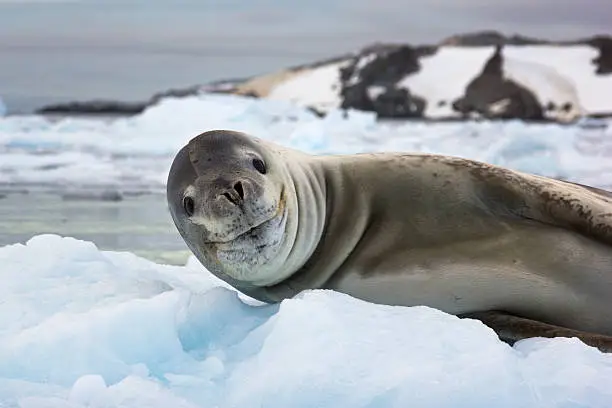 Photo of Smiling sea lion in Antarctica
