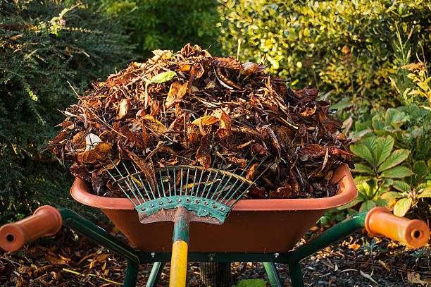 Autumn leaves collected in a wheelbarrow Autumn leaves collected in a wheelbarrow with a garden fork in the foreground and garden scene and bushes in the background. garden fork stock pictures, royalty-free photos & images