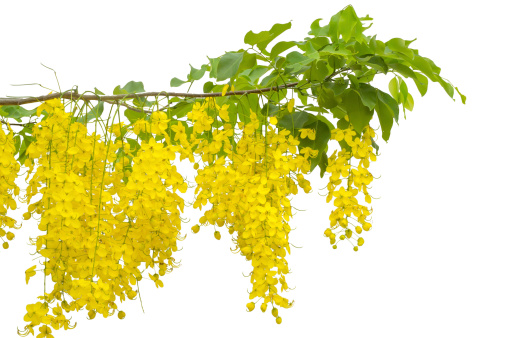 yellow Golden shower ,Cassia fistula flower green leaves  branches on white background