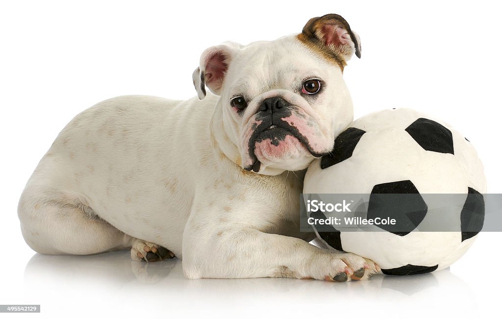playful puppy playful puppy - english bulldog playing with soccer ball with reflection on white background Animal Stock Photo