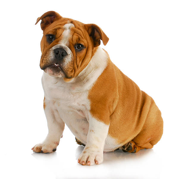 istock bulldog puppy 495542153