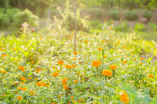 Marigolds または Tagetes erecta フラワー ストックフォト