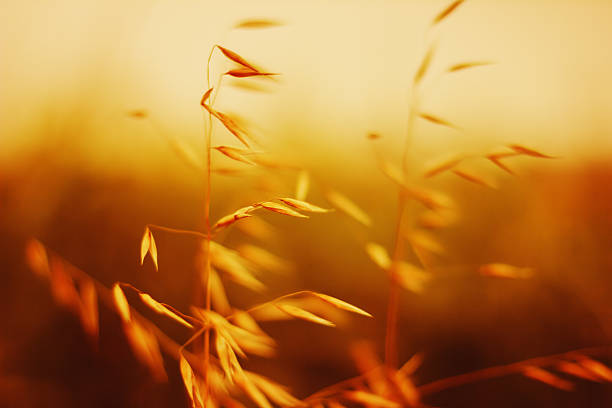 istock Idyllic rural scene in sunset. Oat close up view. 495543171