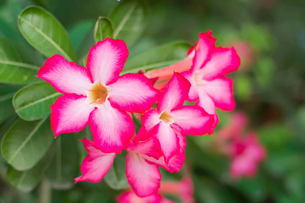 istock Desert Rose, Impala Lily, Mock Azalea pink flower 495543339