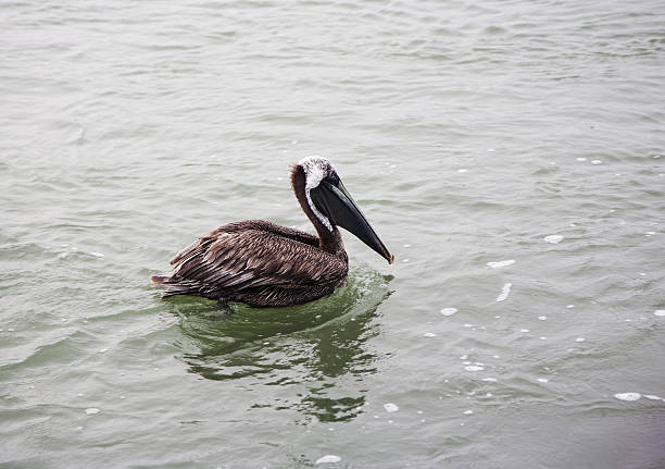istock One brown pelican hunting for fish in ocean Florida 495543521