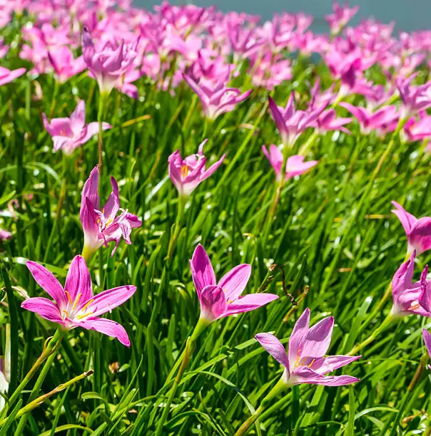 pink zephyranthes flowers,rain lily field