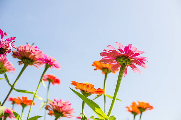 istock Zinnia flower and blue sky 495544593