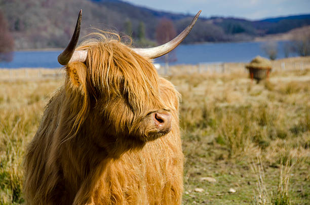 Highland Cow on the Isle of Mull in Scotland