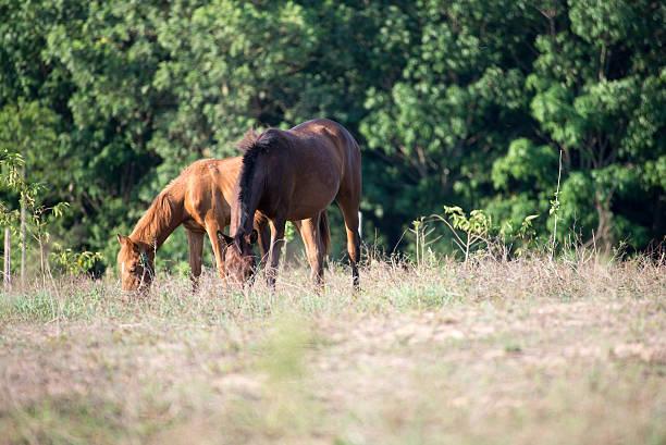 istock Horses in the field 495545897