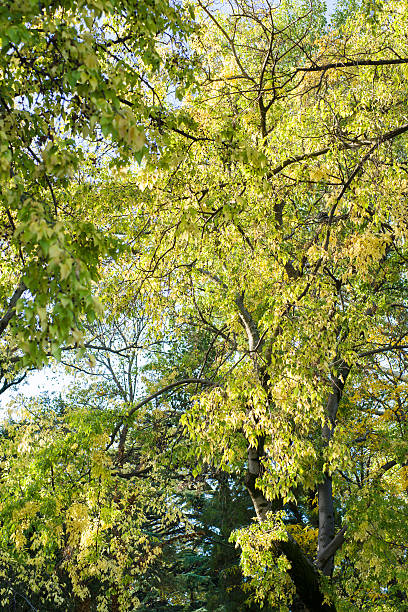 istock Autumn in the park 495547325