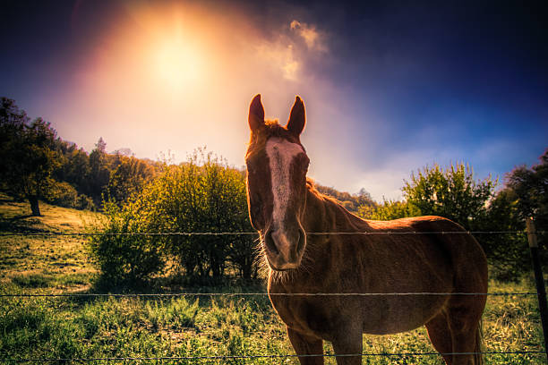 The Horse & the Sun A horse on a farm, backlit by the rising sun. Julian, California julian california stock pictures, royalty-free photos & images