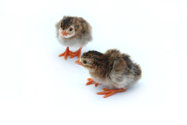 Two fluffy baby chicks, brown and yellow, Guinea fowl chicks Photo showing a couple of fluffy, freshly hatched, brown and yellow striped chicks. These chicks are baby Guinea fowl, although they do look very similar to baby pheasants and quail, and some types of bantam. They are pictured on the day that they hatched, so less than a day old. two little yellow baby chicks stock pictures, royalty-free photos & images