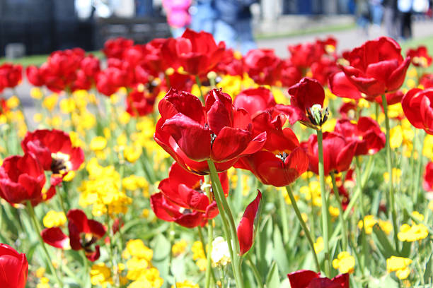 istock Poppy Flowers 495555074