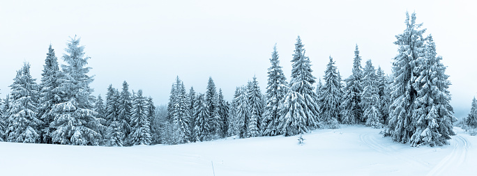 Abeto picea bosques cubiertos de nieve en invierno paisaje photo