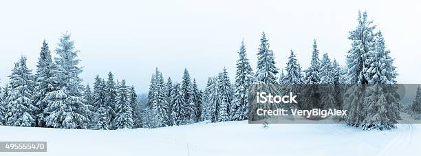 Spruce Tree Forest Covered By Snow In Winter Landscape Stock Photo - Download Image Now
