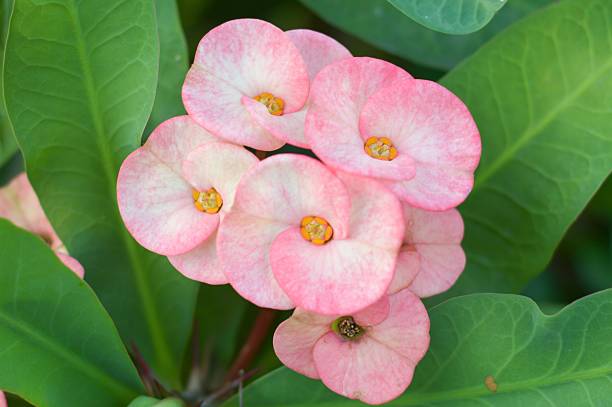 istock pink Euphorbia flower 495556042