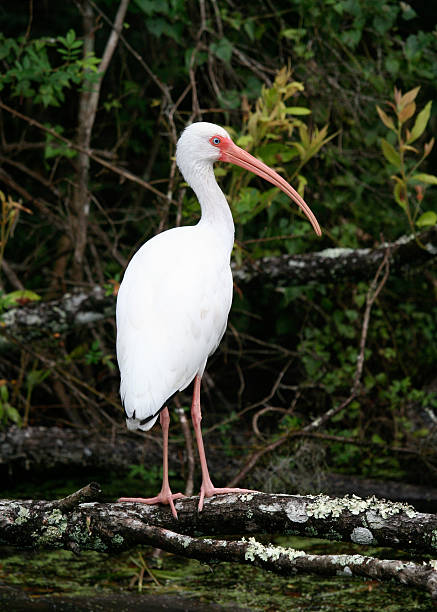 istock white ibis looking to the right perched on a branch 495556514