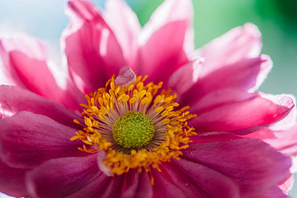 istock Pink Anemone flower close up 495556600