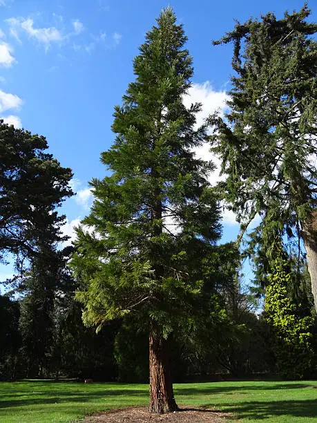 Photo showing a tall sequoia redwood tree (also known as wellingtonia / sequoiadendron giganteum), growing as a specimen tree within a spacious park lawn.