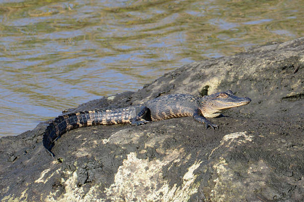 istock young alligator sunning on a rock 495556978