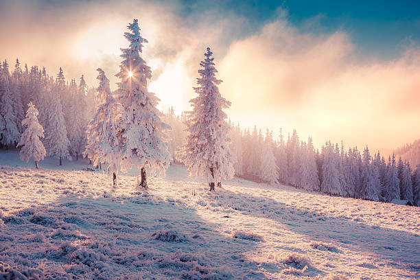istock Colorful winter sunrise in the Carpathian mountain forest. 495557948