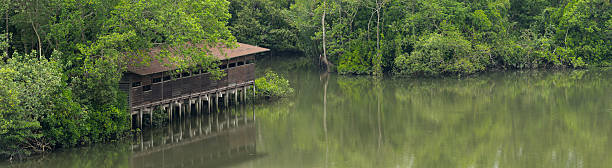istock Hide at Sungei Buloh Wetland Reserve 495558966