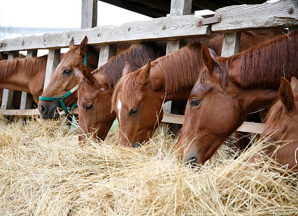 istock Purebred horses with their heads down eating hay 495559240