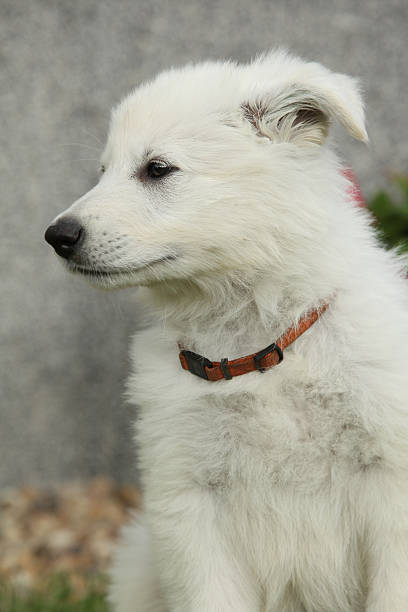 Beautiful puppy of White Swiss Shepherd Dog sitting in the garden