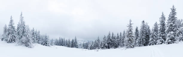 istock Spruce Tree Forest Covered by Snow in Winter Landscape 495561818